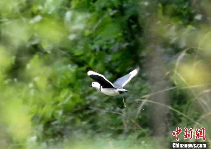 棉凫是鸭科中体长最瘦小的水鸭 朱晓琴 摄 湖北五峰后河自然保护区首次发现珍稀鸟类棉凫